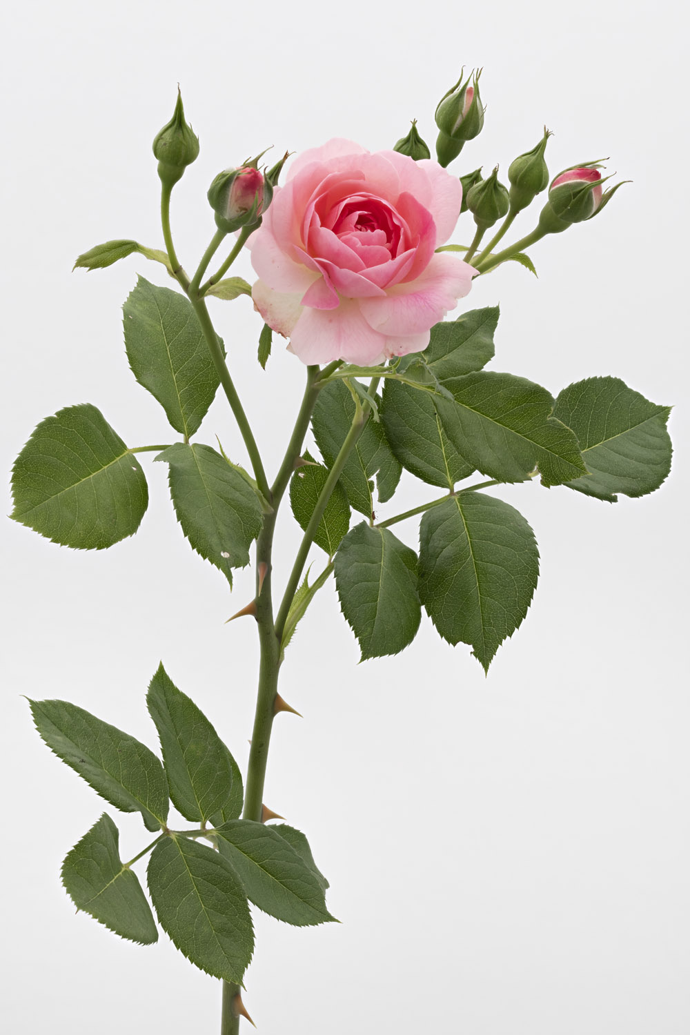 de vivants piliers Air de Paris Jardin de Bagatelle #pierrejosephredout&eacute;